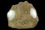 Polished Fossil Coral (Actinocyathus) - Morocco #128190-1